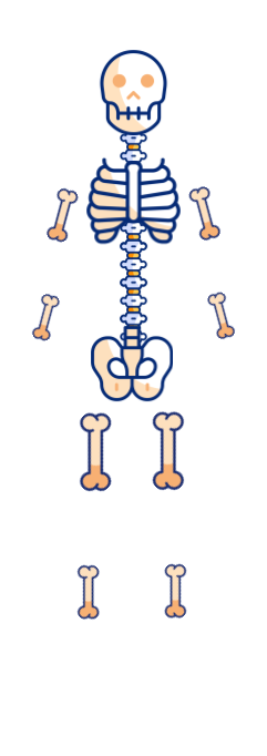 Highlighted bones in a woman's body